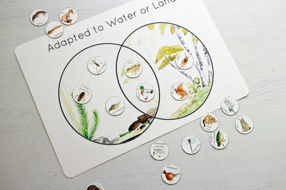 An educational teaching resource from Fiddleticks Education entitled Aquatic Adaptations Nature Study Poster downloadable at Teach Simple.