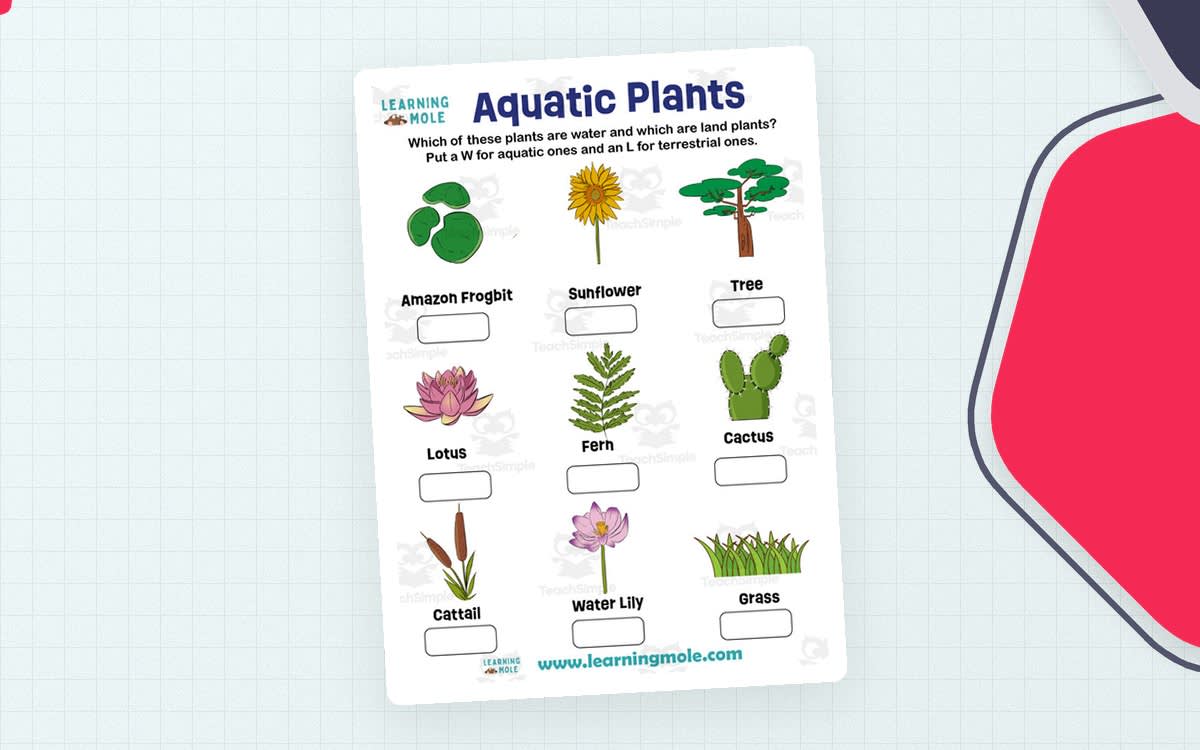 An educational teaching resource from Educational Voice entitled Aquatic Plants Activity – STEM Learning downloadable at Teach Simple.