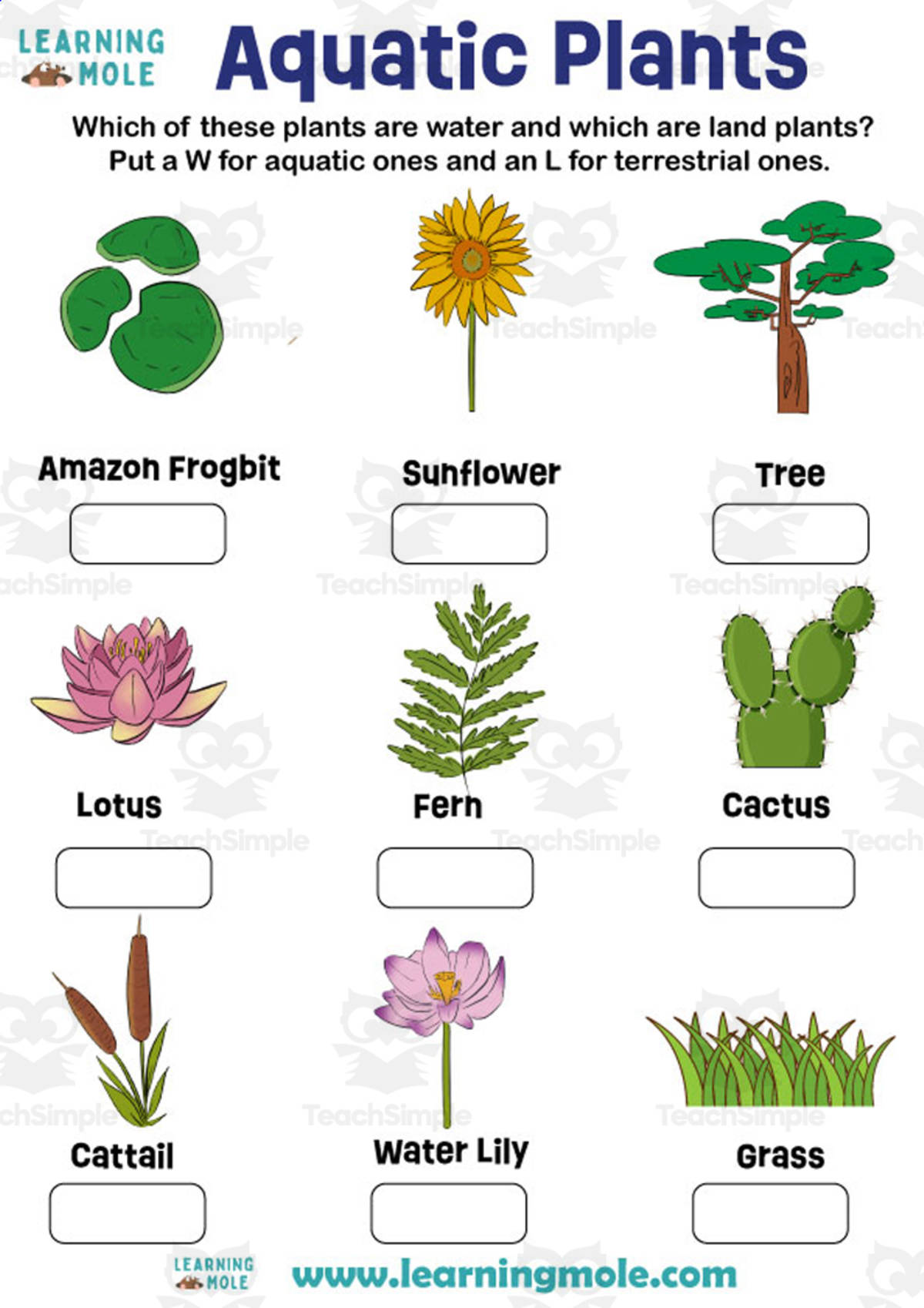 An educational teaching resource from Educational Voice entitled Aquatic Plants Activity – STEM Learning downloadable at Teach Simple.