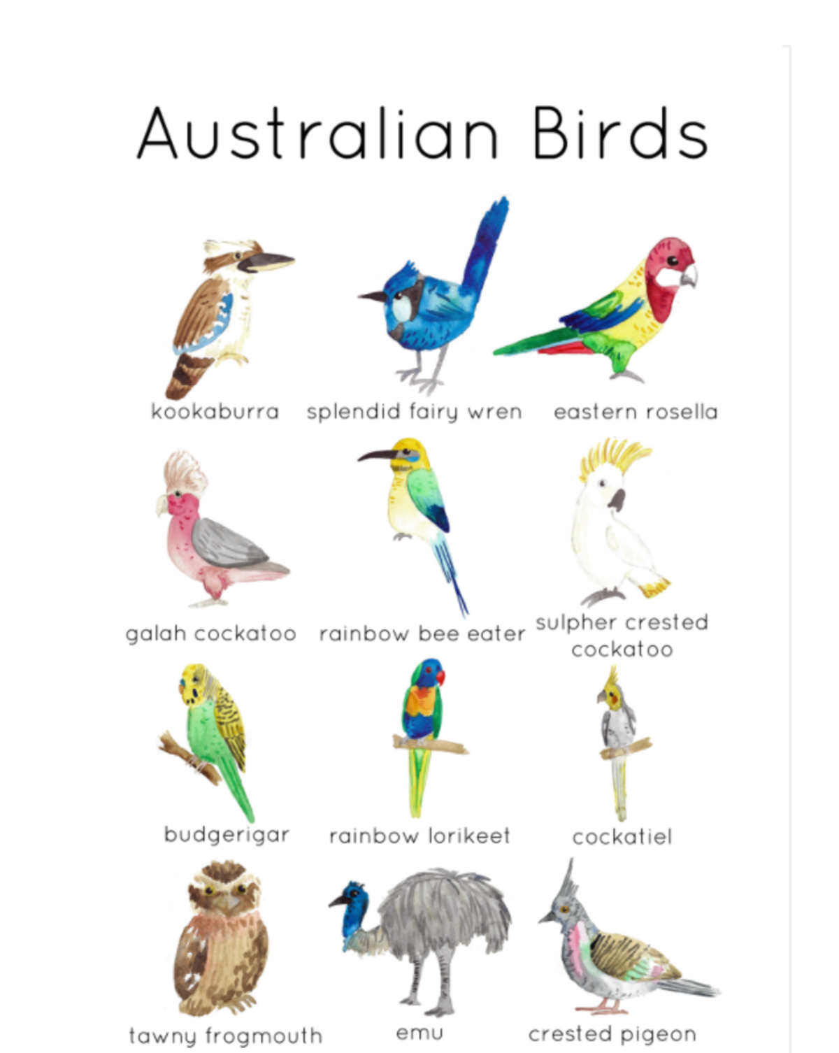 An educational teaching resource from Fiddleticks Education entitled Australian Bird Flashcards | Australian Wildlife Printable Poster | Charlotte Mason Australia downloadable at Teach Simple.