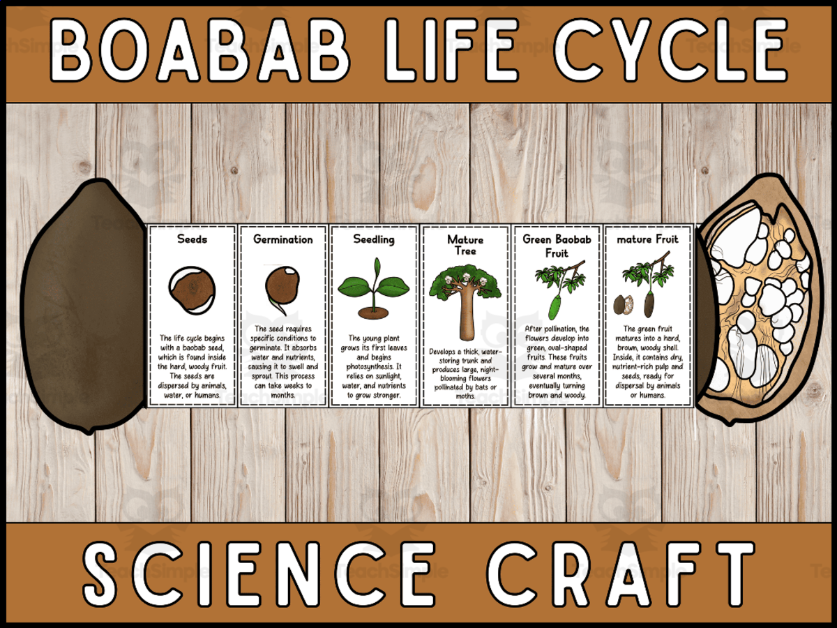 An educational teaching resource from Wonderland School entitled Baobab Life Cycle Craft Foldable Science Cut and Paste Craft Activity downloadable at Teach Simple.