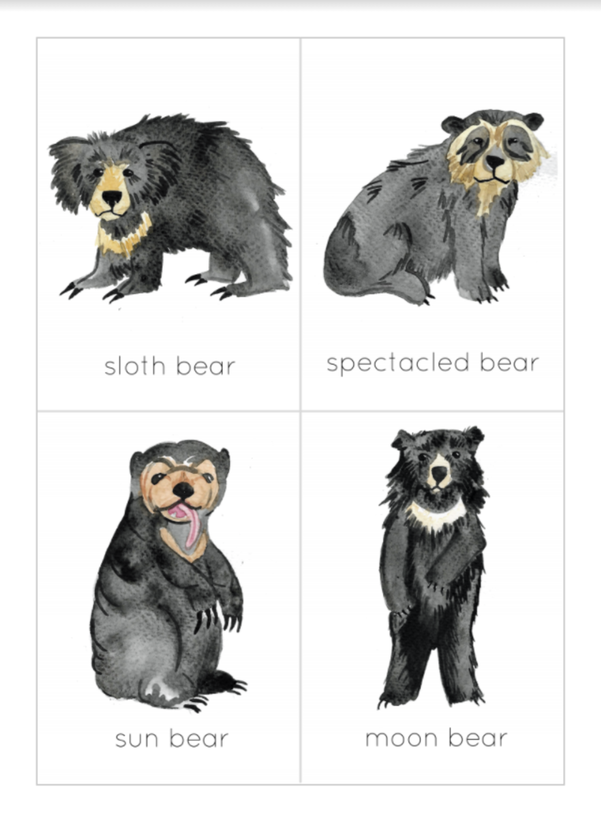 An educational teaching resource from Fiddleticks Education entitled Bears of the World Printable Flashcards & Poster downloadable at Teach Simple.