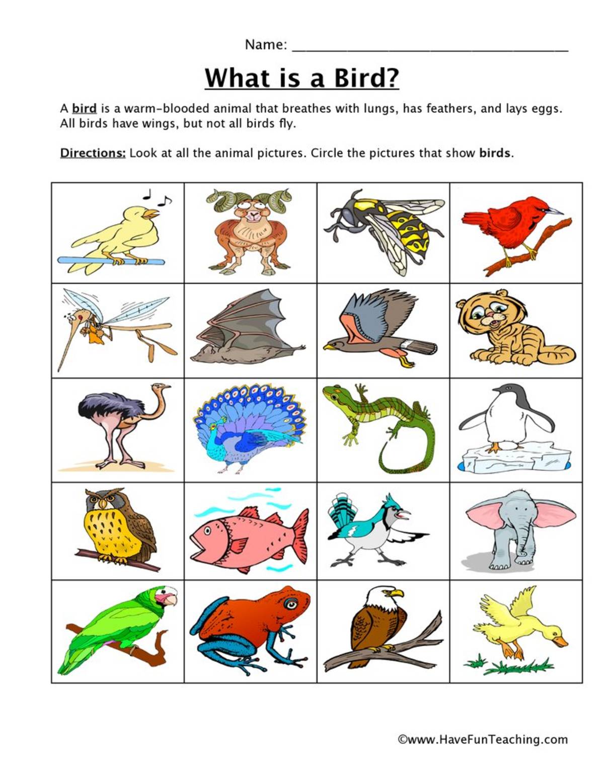 An educational teaching resource from Have Fun Teaching entitled Bird Classification Worksheet downloadable at Teach Simple.
