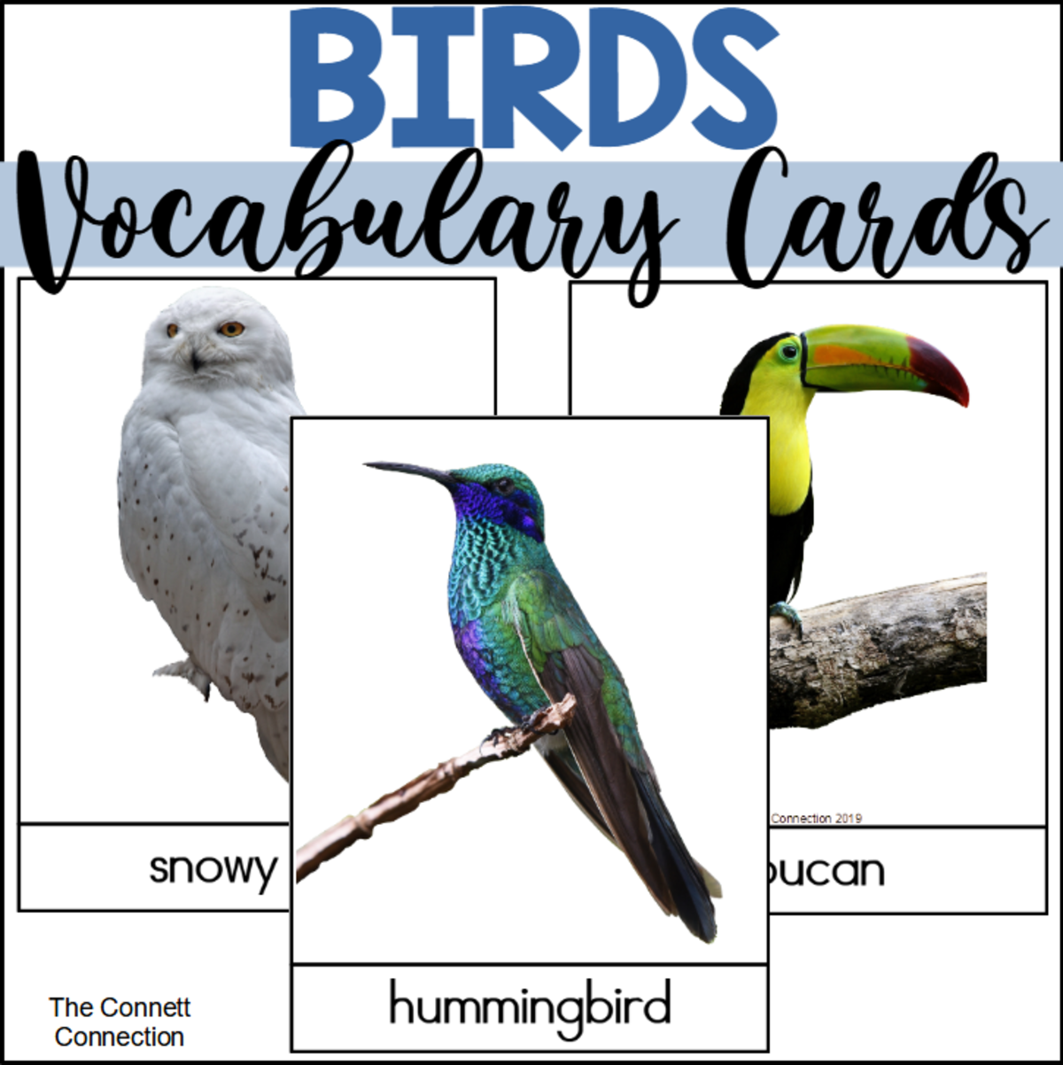 An educational teaching resource from The Connett Connection entitled Bird Vocabulary Words downloadable at Teach Simple.