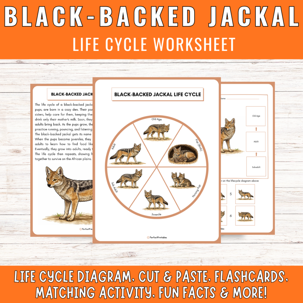 An educational teaching resource from Perfect_Printables entitled Black-backed jackal life cycle: Savanna Animal Science Unit Study downloadable at Teach Simple.