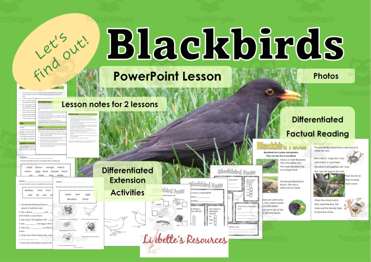 An educational teaching resource from Lilibette's Resources entitled Blackbirds: Kindergarten Science Project: Science Outline downloadable at Teach Simple.