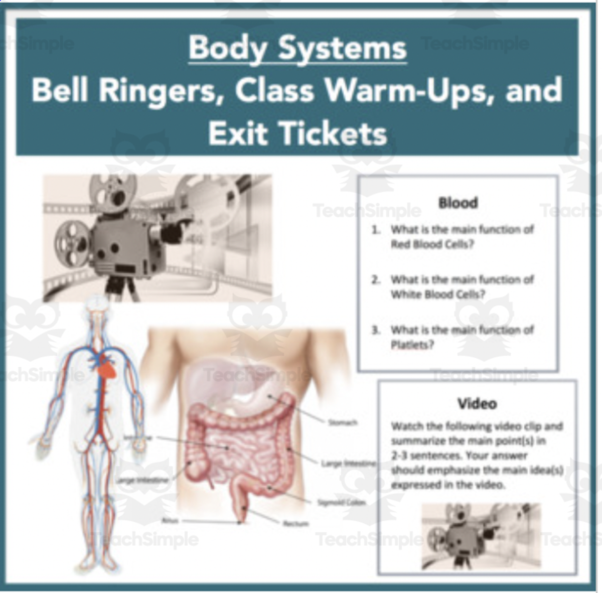 An educational teaching resource from Teach With Fergy entitled Body Systems - Bell Ringers, Class Warm-Ups, and Exit Tickets downloadable at Teach Simple.