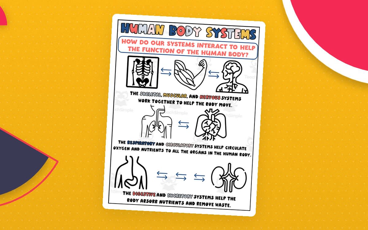 An educational teaching resource from Teaching on the Island entitled Body Systems Interactions Printable for Science downloadable at Teach Simple.