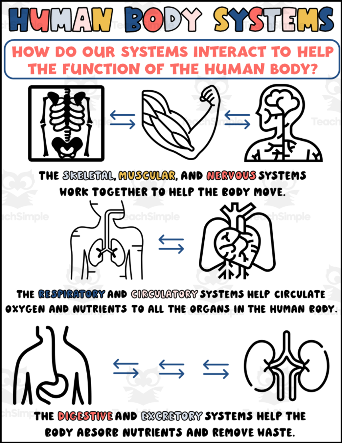 An educational teaching resource from Teaching on the Island entitled Body Systems Interactions Printable for Science downloadable at Teach Simple.