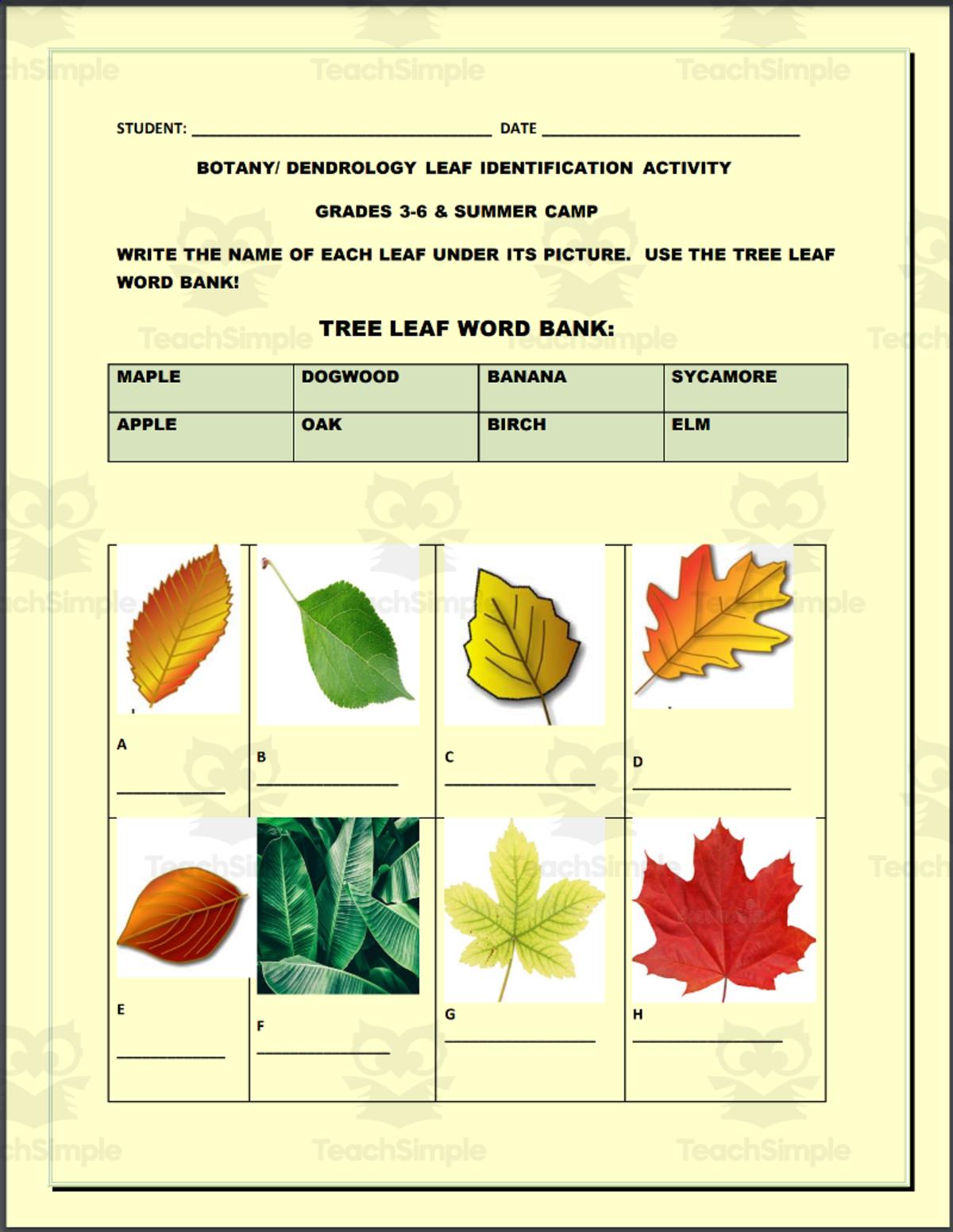 An educational teaching resource from THE LANTERN OF KNOWLEDGE entitled Botany / Dendrology Leaf Identification Activity downloadable at Teach Simple.