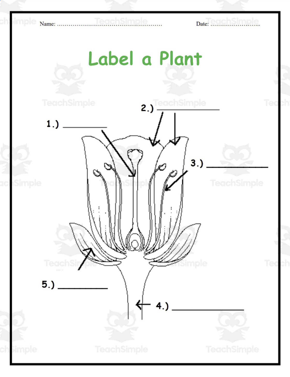 An educational teaching resource from Elementary Resources 4 U entitled Botany: Parts of Plants downloadable at Teach Simple.