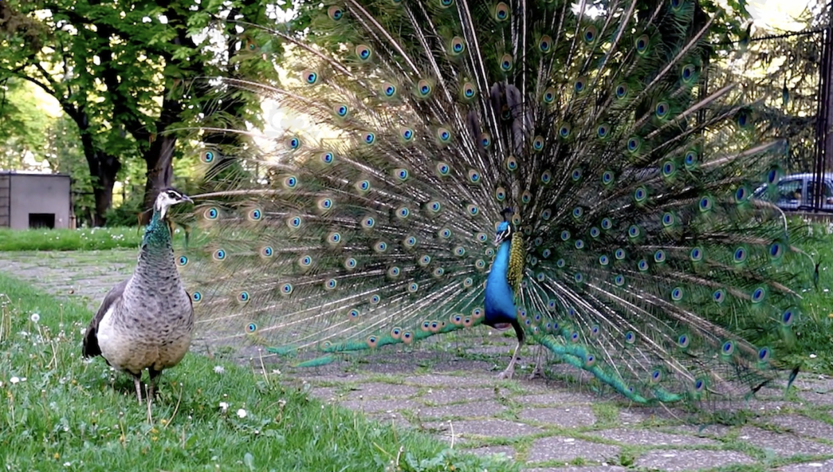 An educational teaching resource from Educational Voice entitled Breeding and Development | Animated Birds Video Lesson downloadable at Teach Simple.
