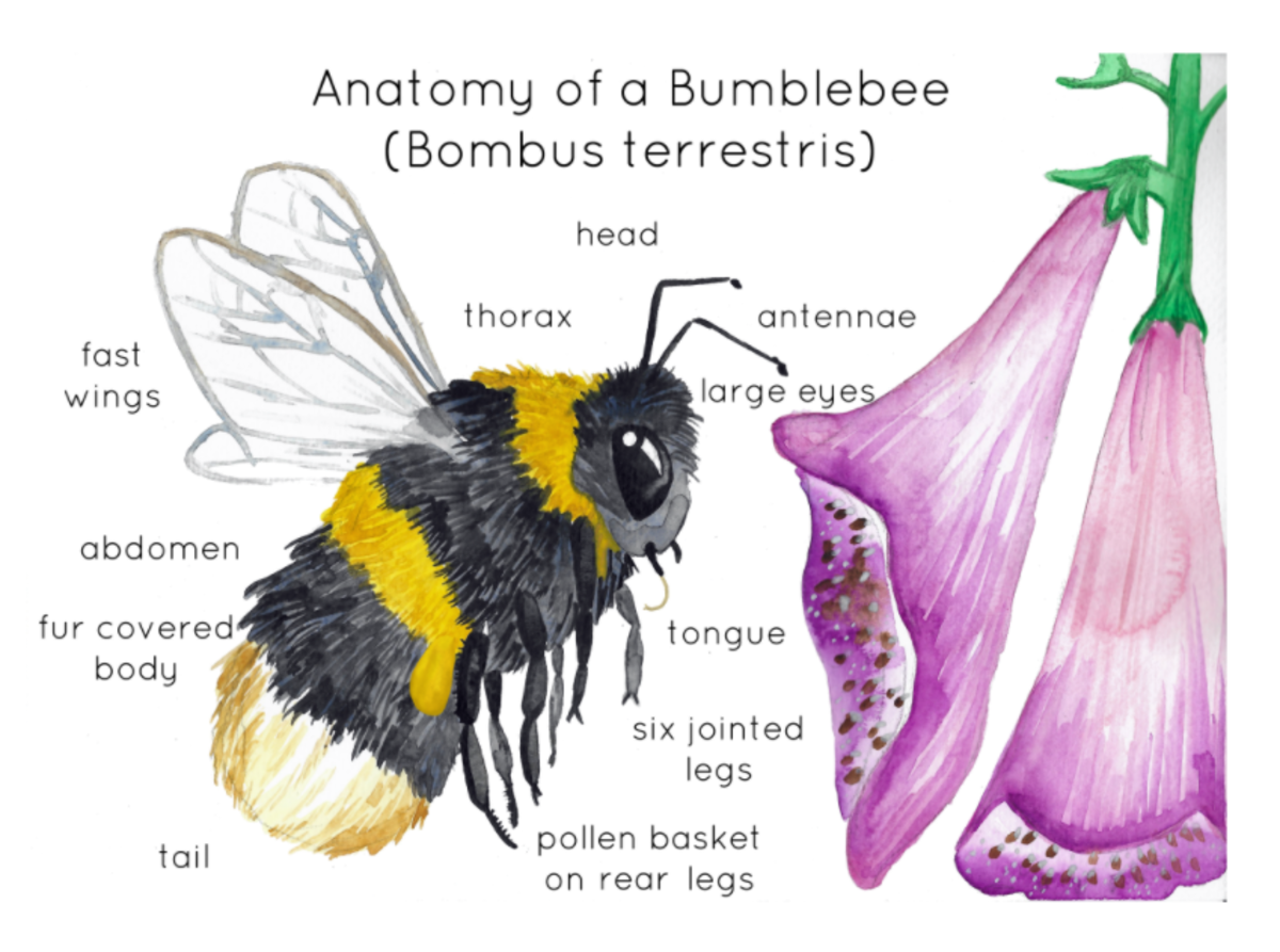 An educational teaching resource from Fiddleticks Education entitled Bumblebee Anatomy Poster | Bee and Foxgloves Print downloadable at Teach Simple.