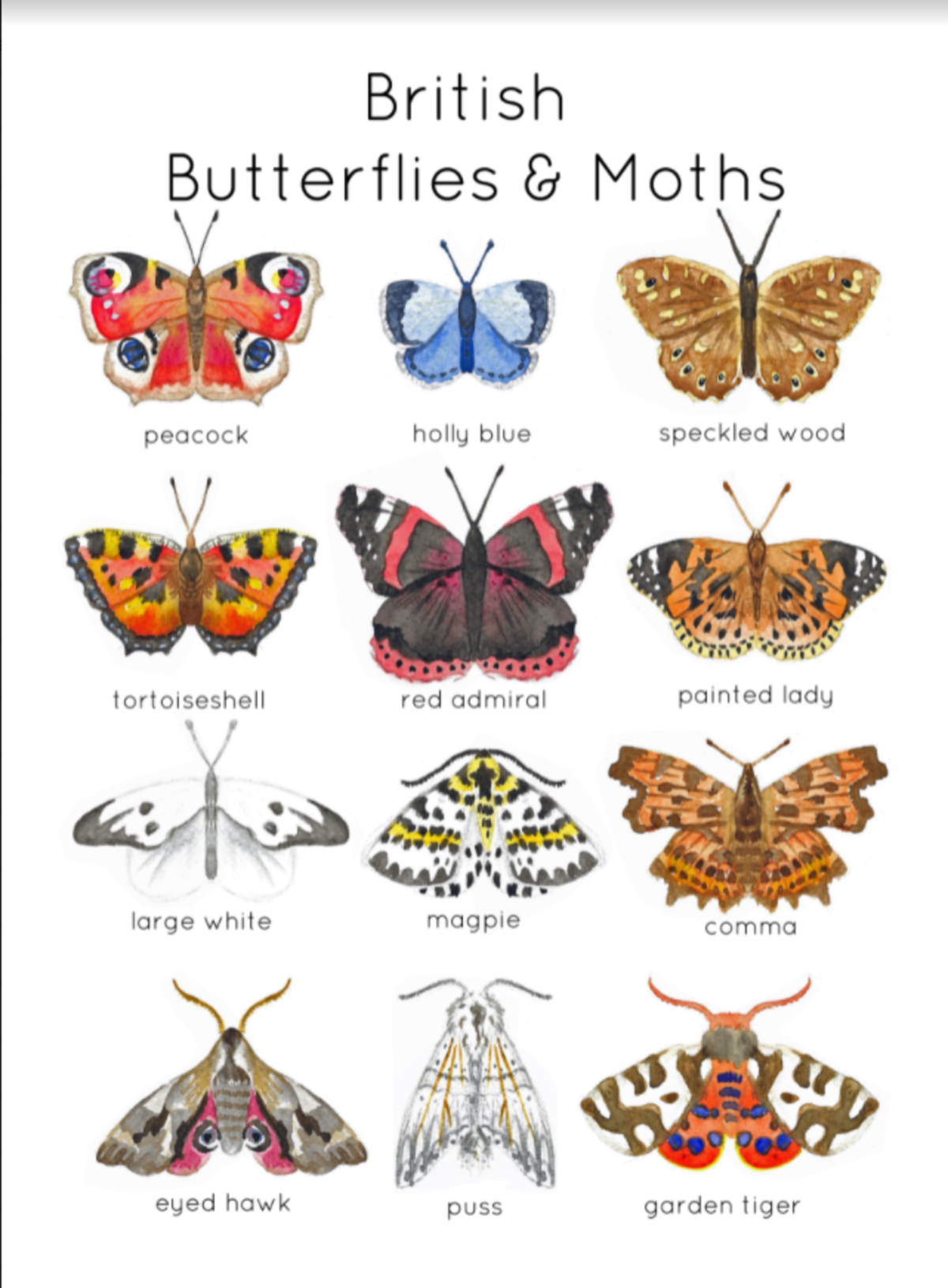 An educational teaching resource from Fiddleticks Education entitled Butterfly & Moth Flash Cards | Mini Beasts Nature Study downloadable at Teach Simple.