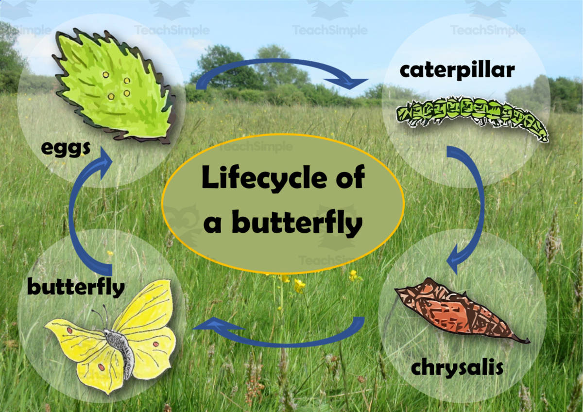 An educational teaching resource from Lilibette's Resources entitled Butterfly Life Cycle Chart downloadable at Teach Simple.