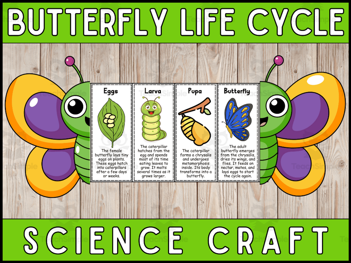 An educational teaching resource from Wonderland School entitled Butterfly Life Cycle Craft Foldable Science Cut and Paste Activity downloadable at Teach Simple.