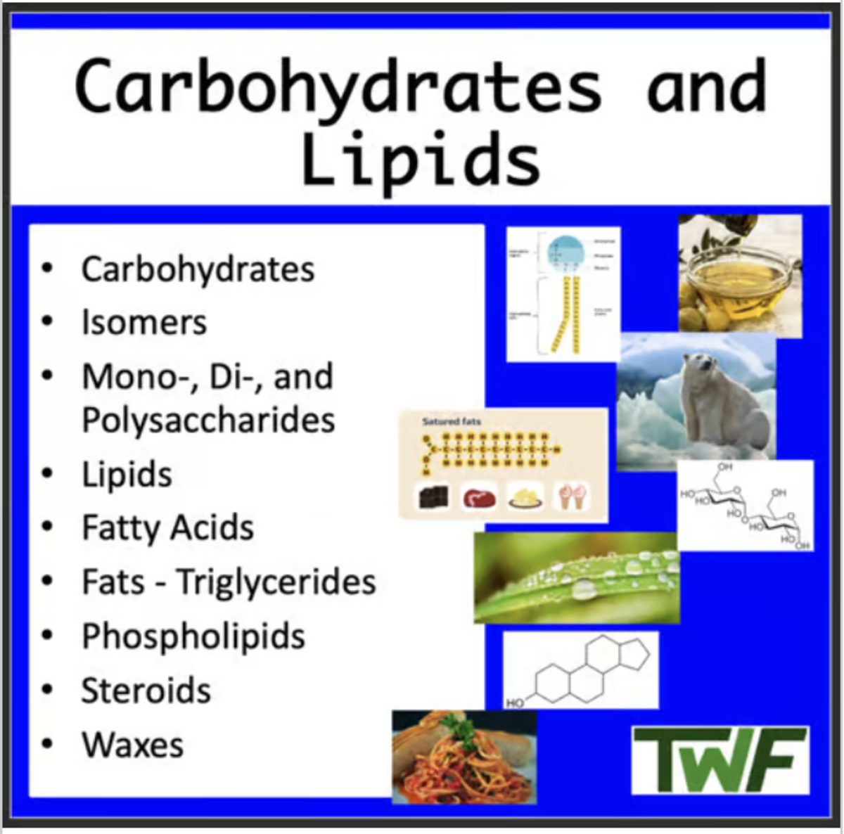 An educational teaching resource from Teach With Fergy entitled Carbohydrates and Lipids - Senior High School Biology lesson downloadable at Teach Simple.