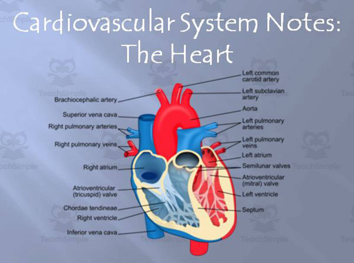 An educational teaching resource from The Teacher Team entitled Cardiovascular System – Heart Structures PowerPoint downloadable at Teach Simple.