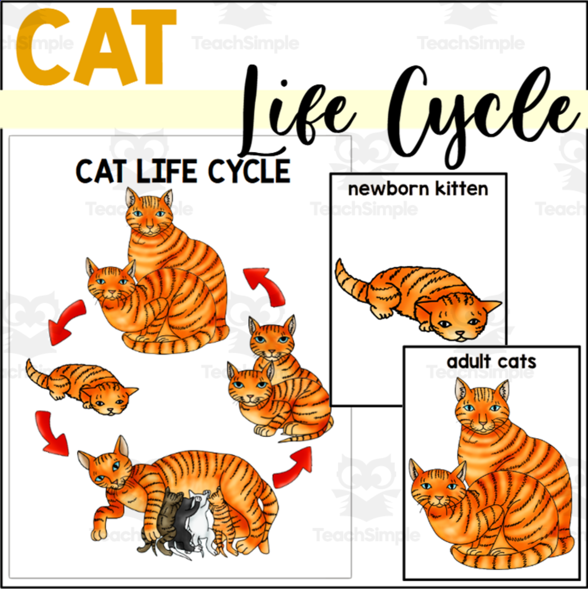 An educational teaching resource from The Connett Connection entitled Cat Life Cycle Poster + Sequencing Cards Set downloadable at Teach Simple.