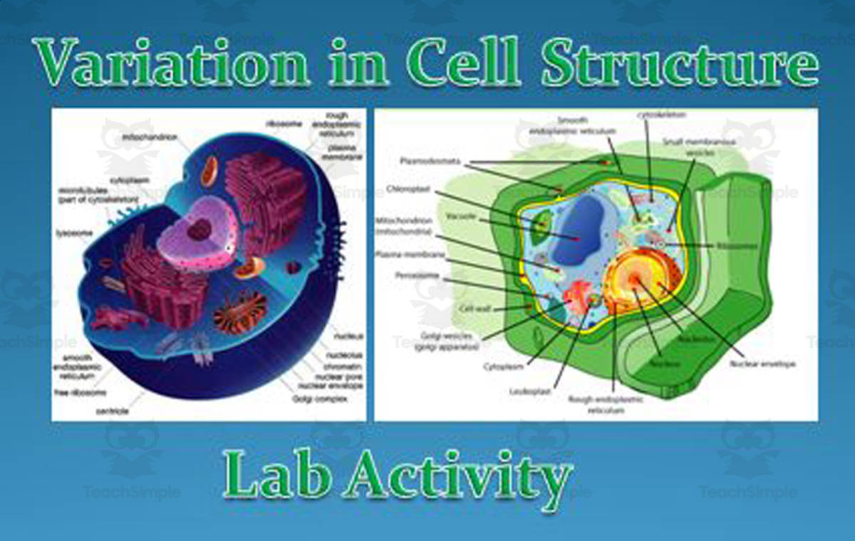 An educational teaching resource from The Teacher Team entitled Cell Lab Activity downloadable at Teach Simple.