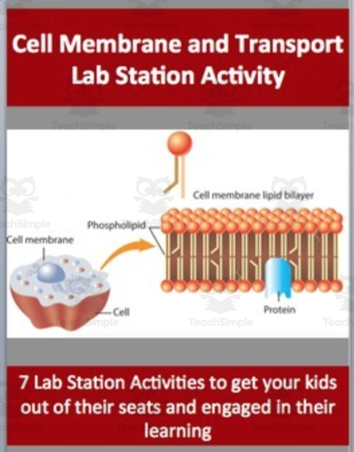 An educational teaching resource from Teach With Fergy entitled Cell Membrane and Transport – Lab Station Activity downloadable at Teach Simple.