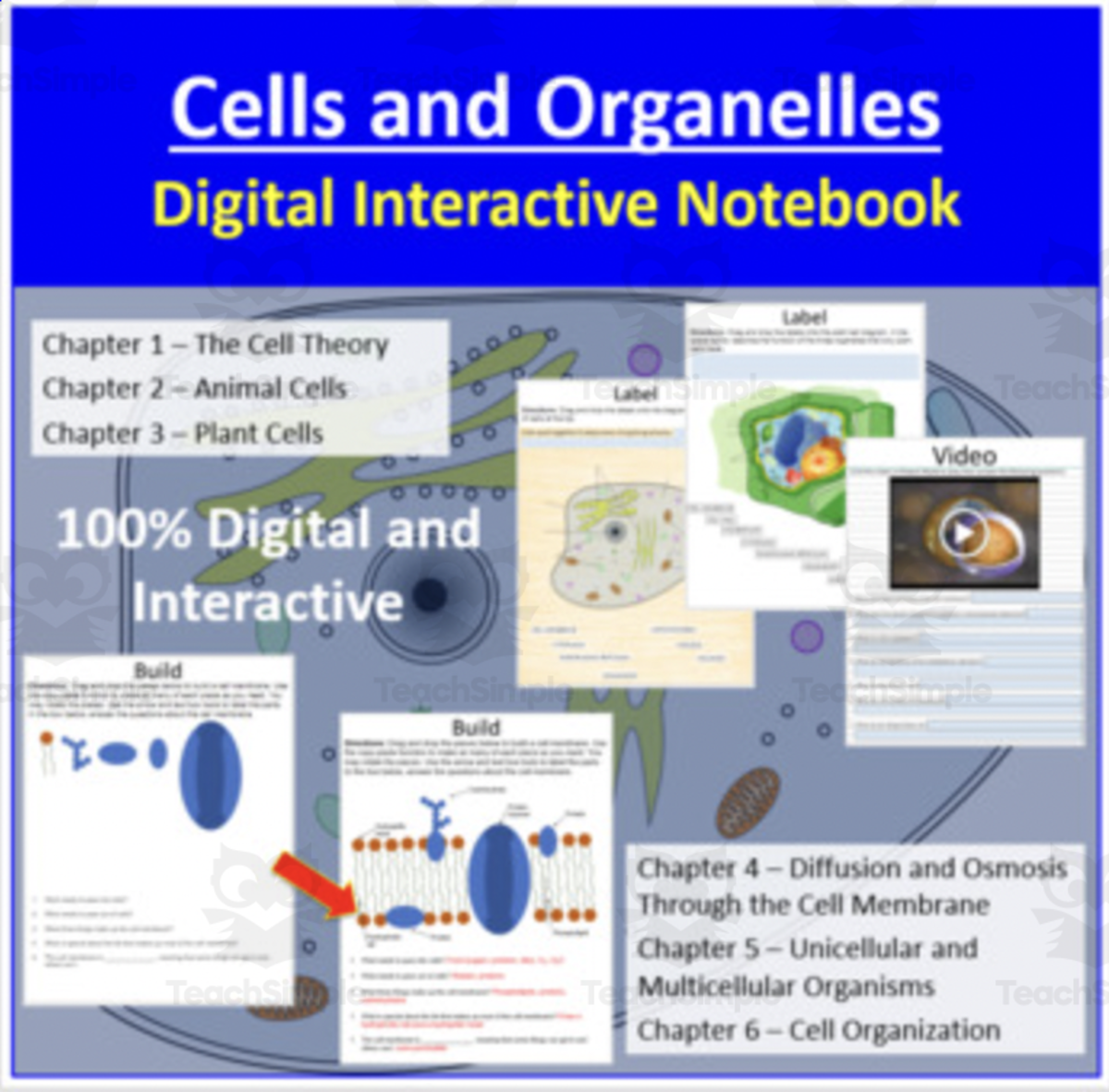 An educational teaching resource from Teach With Fergy entitled Cells and Organelles – Digital Interactive Notebook downloadable at Teach Simple.