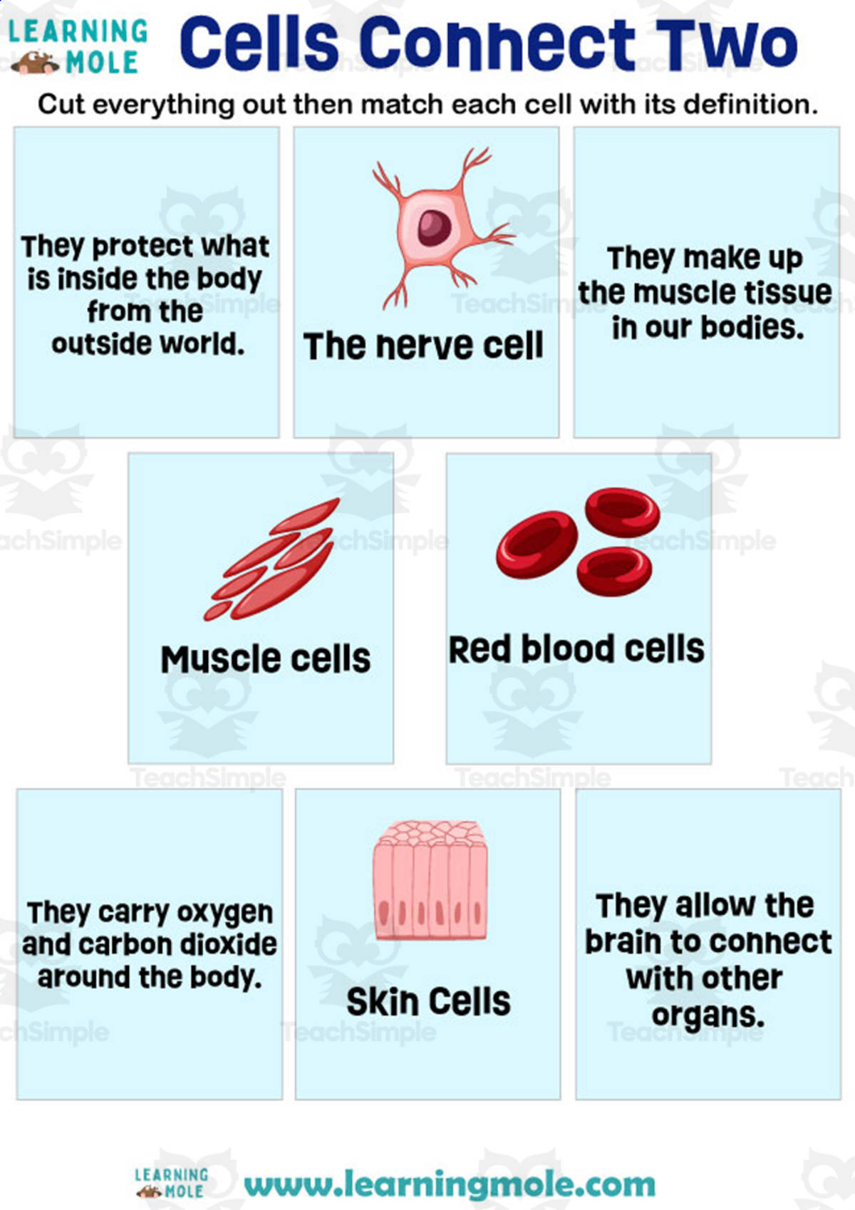 An educational teaching resource from Educational Voice entitled Cells Connect Two Activity downloadable at Teach Simple.