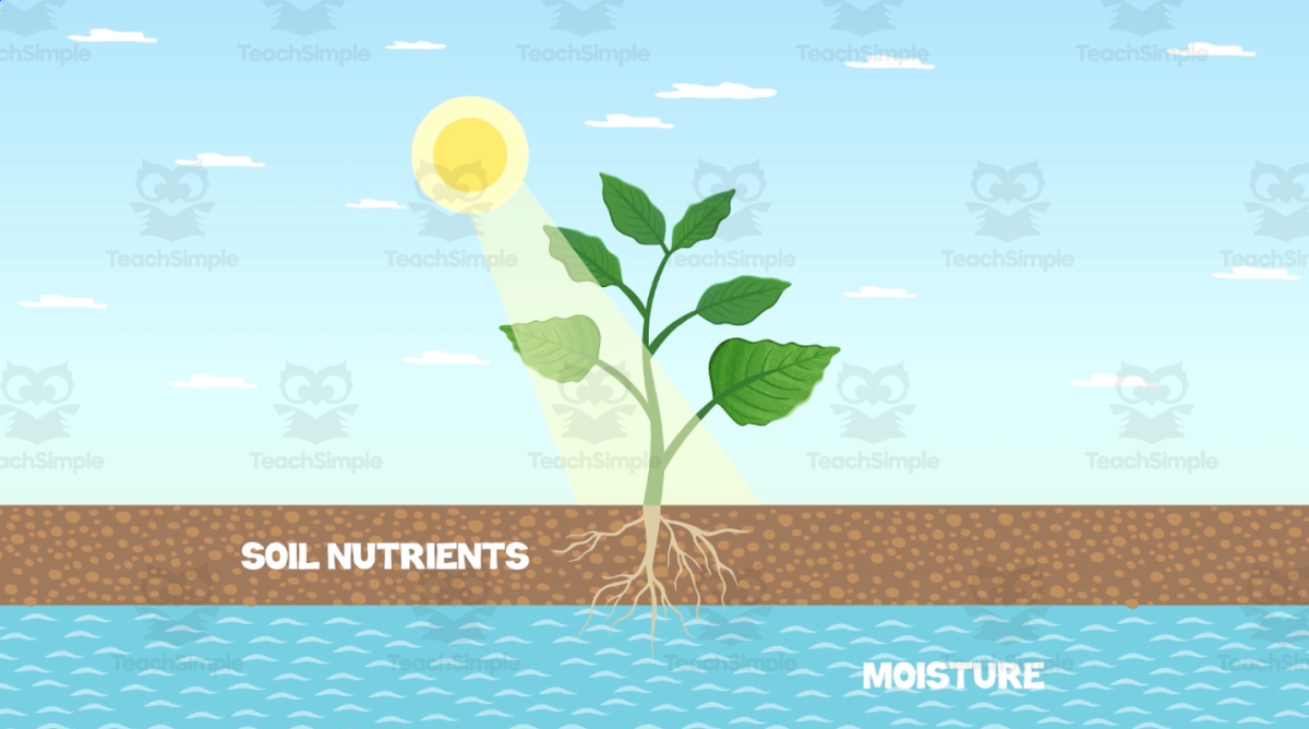 An educational teaching resource from Educational Voice entitled Characteristics of Plants | Animated Plants Video Lesson downloadable at Teach Simple.