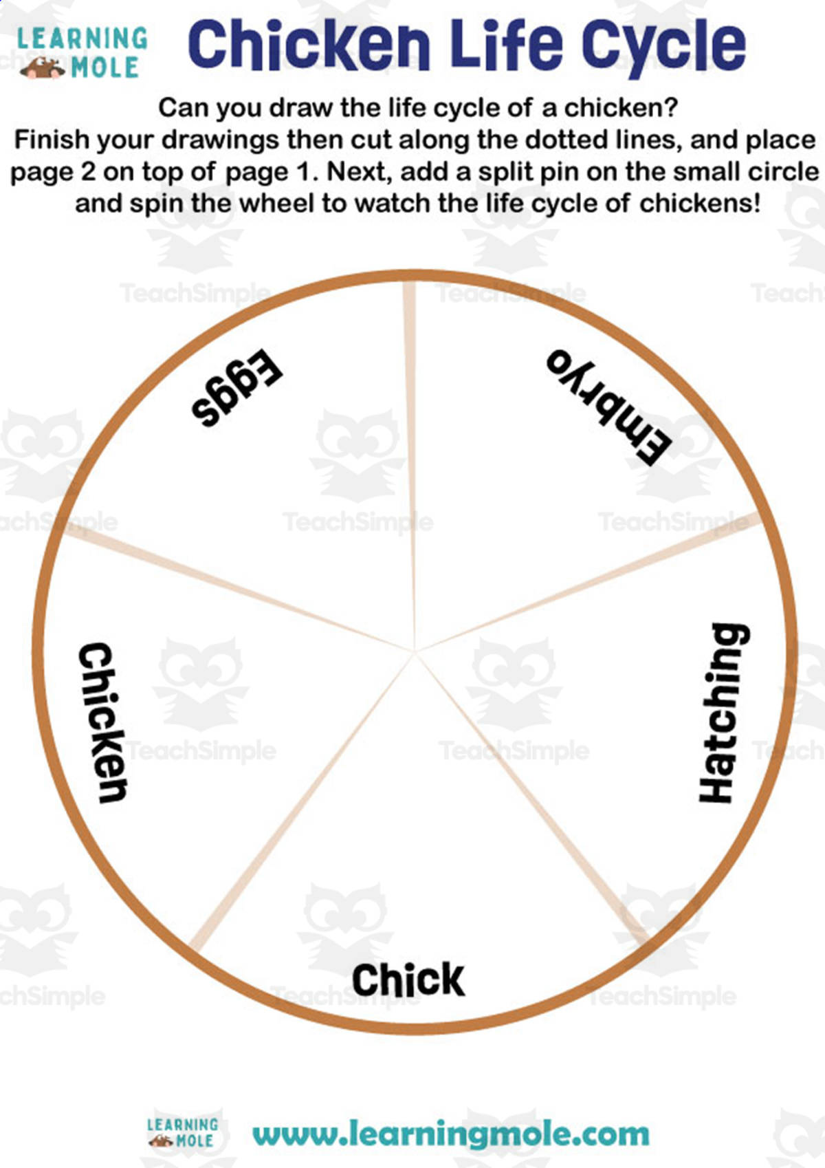 An educational teaching resource from Educational Voice entitled Chicken Life Cycle Activity downloadable at Teach Simple.
