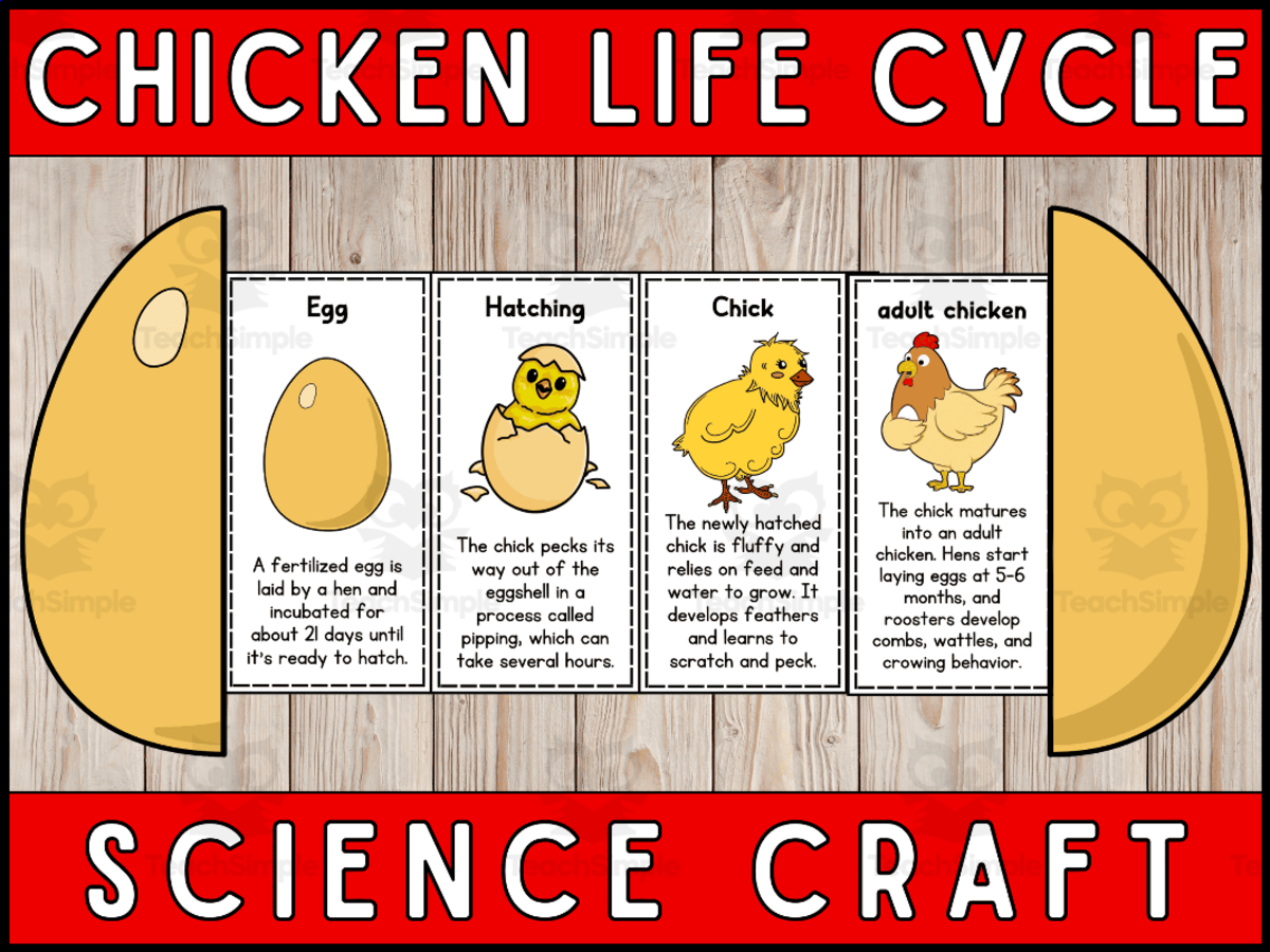 An educational teaching resource from Wonderland School entitled Chicken Life Cycle Foldable – Cut & Paste Craft downloadable at Teach Simple.