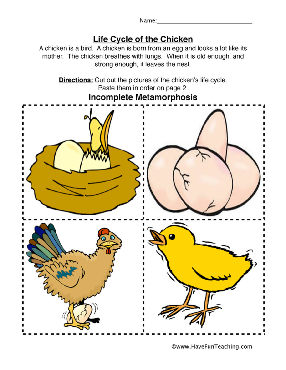 An educational teaching resource from Have Fun Teaching entitled Chicken Life Cycle Worksheet downloadable at Teach Simple.