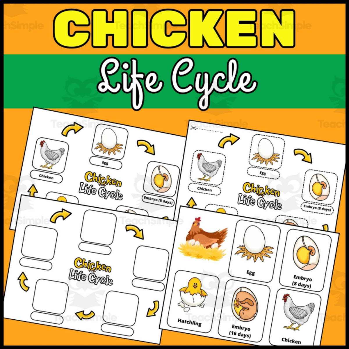 An educational teaching resource from Wonderland School entitled Chicken Life Cycle Worksheets and Flashcards | Farm animals downloadable at Teach Simple.