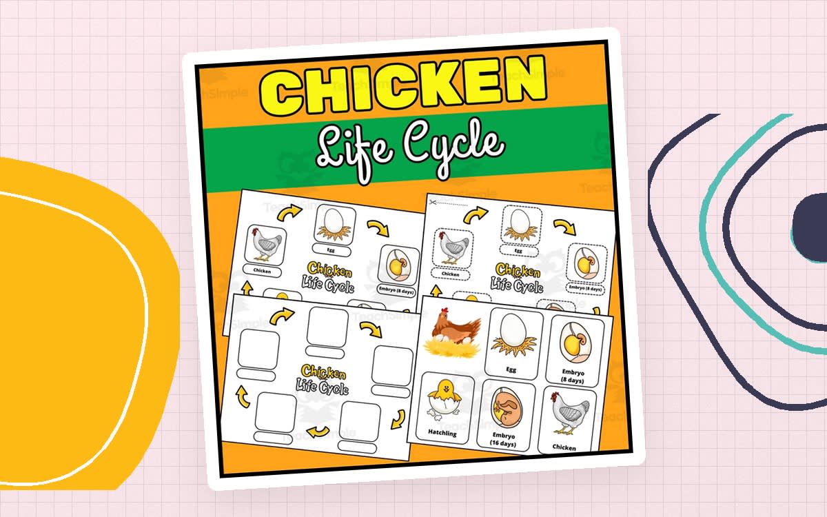 An educational teaching resource from Wonderland School entitled Chicken Life Cycle Worksheets and Flashcards | Farm animals downloadable at Teach Simple.