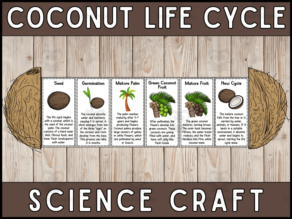 An educational teaching resource from Wonderland School entitled Coconut Life Cycle Craft – Foldable Science Project downloadable at Teach Simple.