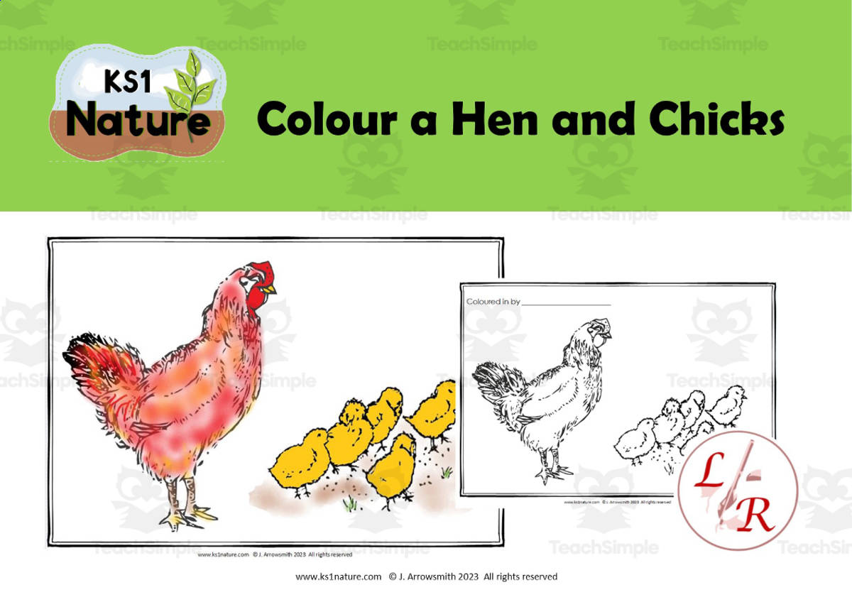 An educational teaching resource from Lilibette's Resources entitled Colour a Hen and Chicks downloadable at Teach Simple.