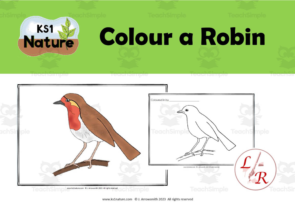 An educational teaching resource from Lilibette's Resources entitled Colour a Robin downloadable at Teach Simple.