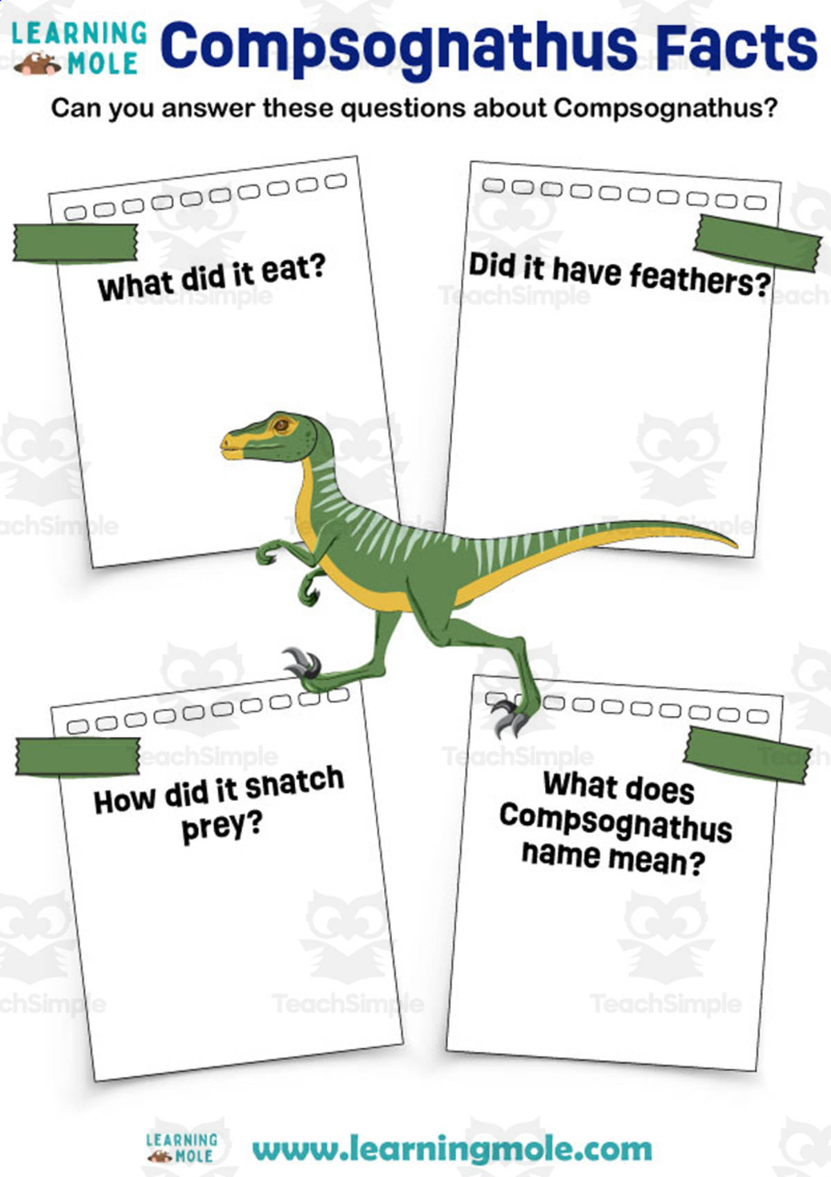 An educational teaching resource from Educational Voice entitled Compsognathus Facts Activity downloadable at Teach Simple.