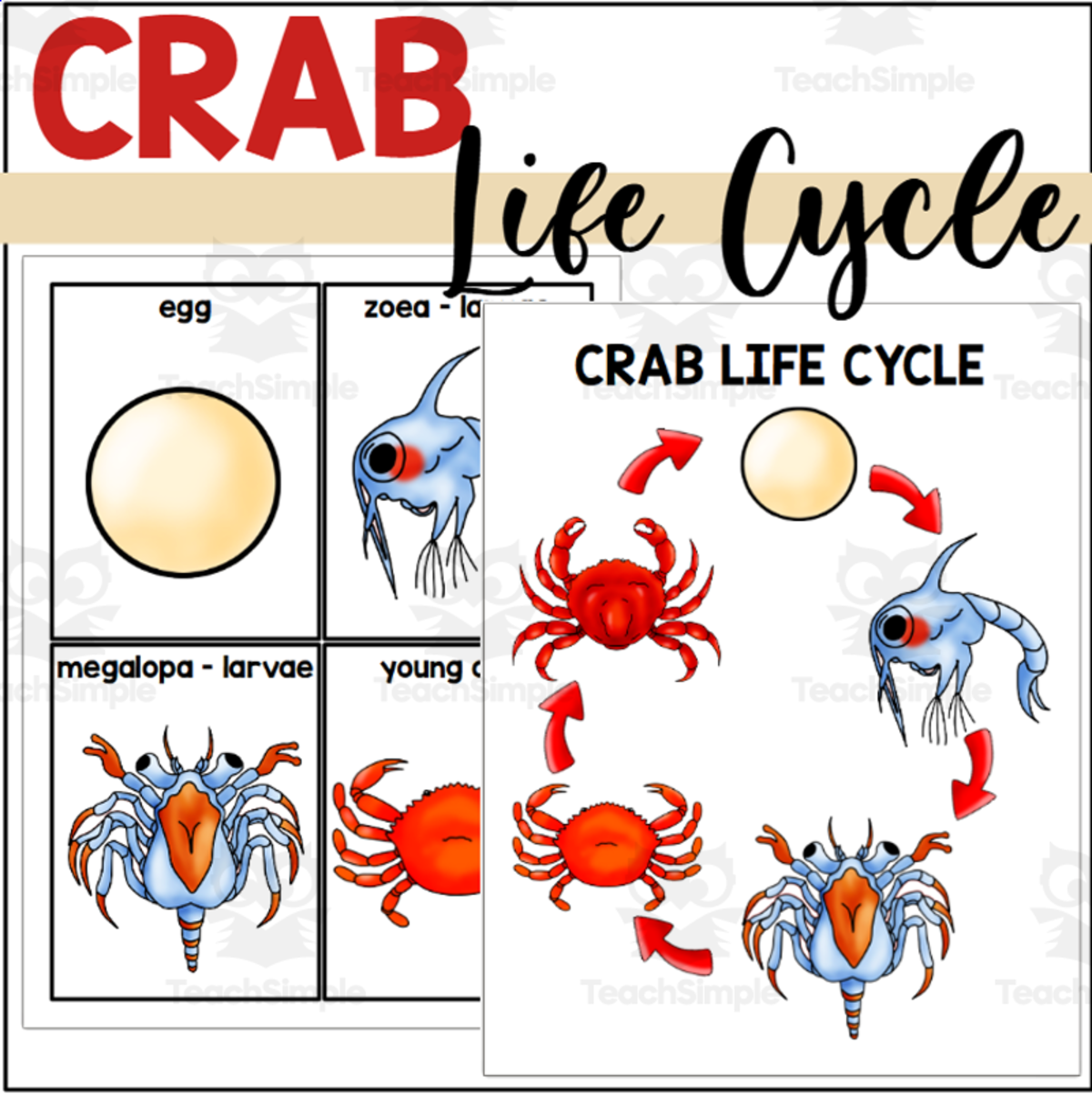 An educational teaching resource from The Connett Connection entitled Crab Life Cycle Poster + Sequencing Cards downloadable at Teach Simple.