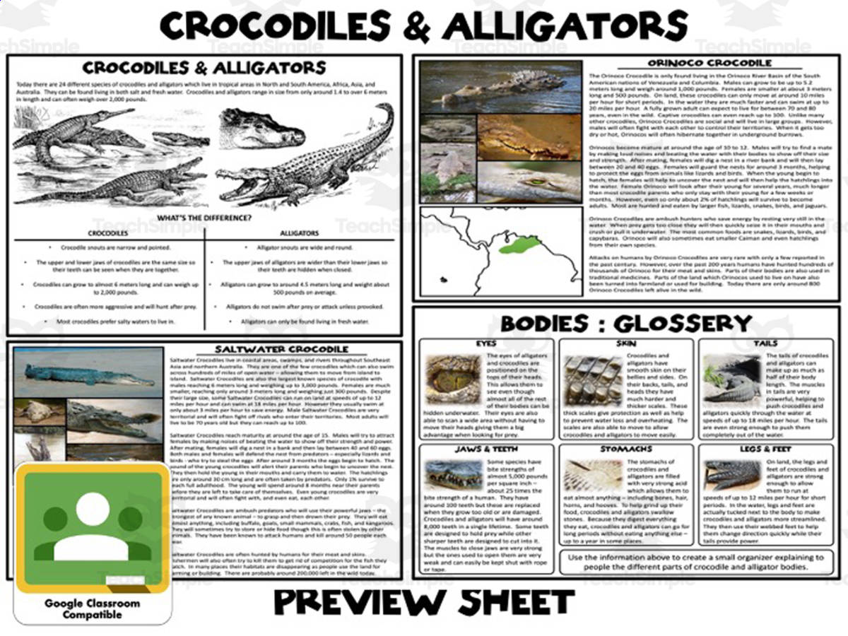An educational teaching resource from Mr Gray History entitled Crocodiles and Alligators Mini Unit downloadable at Teach Simple.