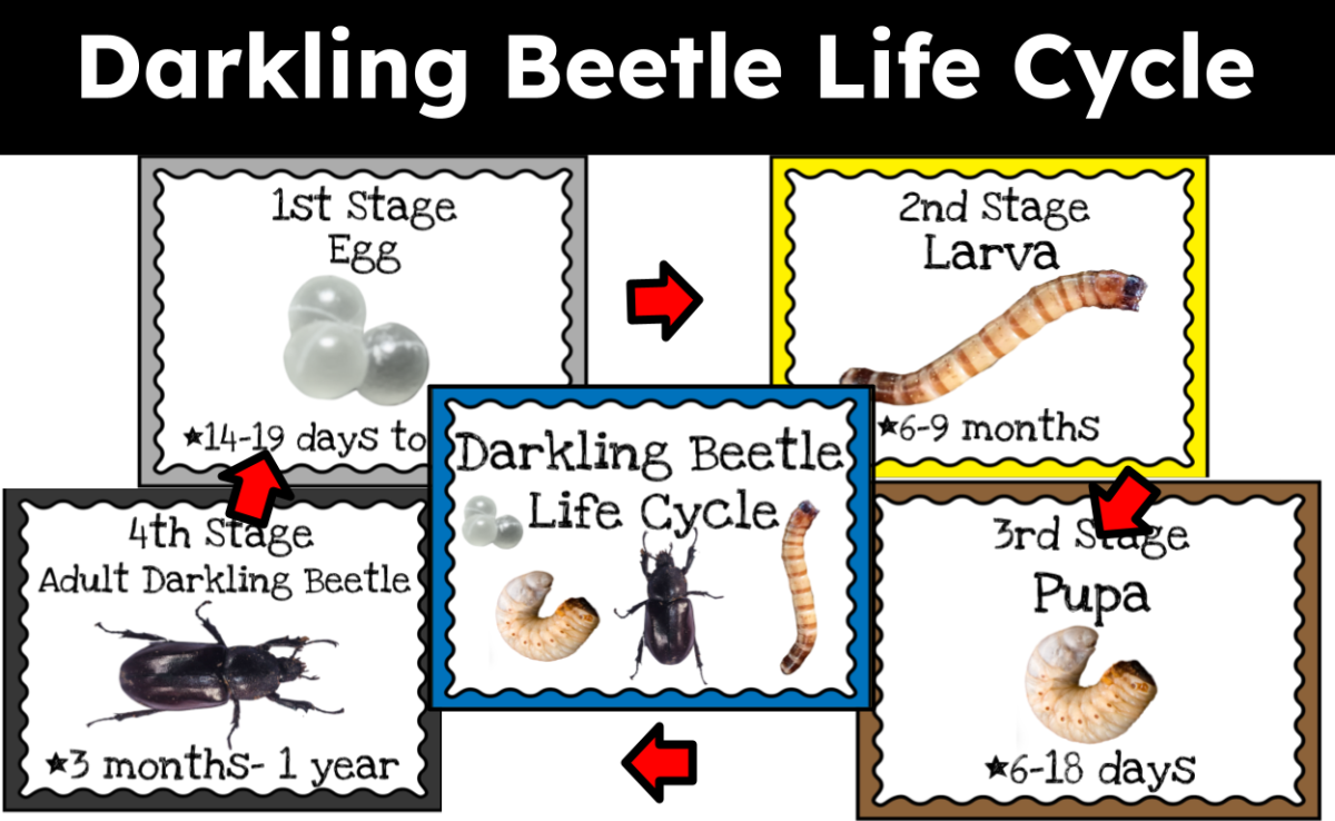 An educational teaching resource from CraftEdPrints entitled Darkling Beetle Life Cycle – Anchor Chart Display downloadable at Teach Simple.