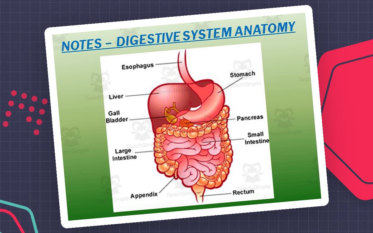 An educational teaching resource from The Teacher Team entitled Digestive System – PowerPoint Presentation & Notes downloadable at Teach Simple.
