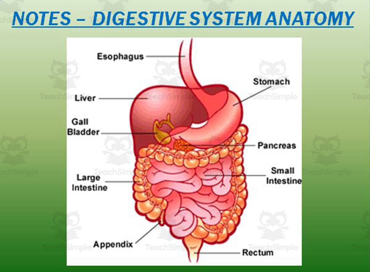 An educational teaching resource from The Teacher Team entitled Digestive System – PowerPoint Presentation & Notes downloadable at Teach Simple.