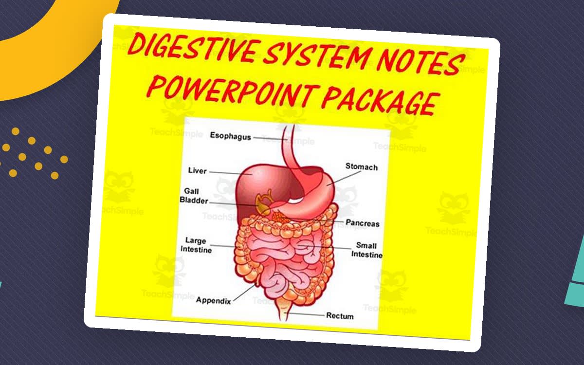 An educational teaching resource from The Teacher Team entitled Digestive System | PowerPoint Presentations downloadable at Teach Simple.