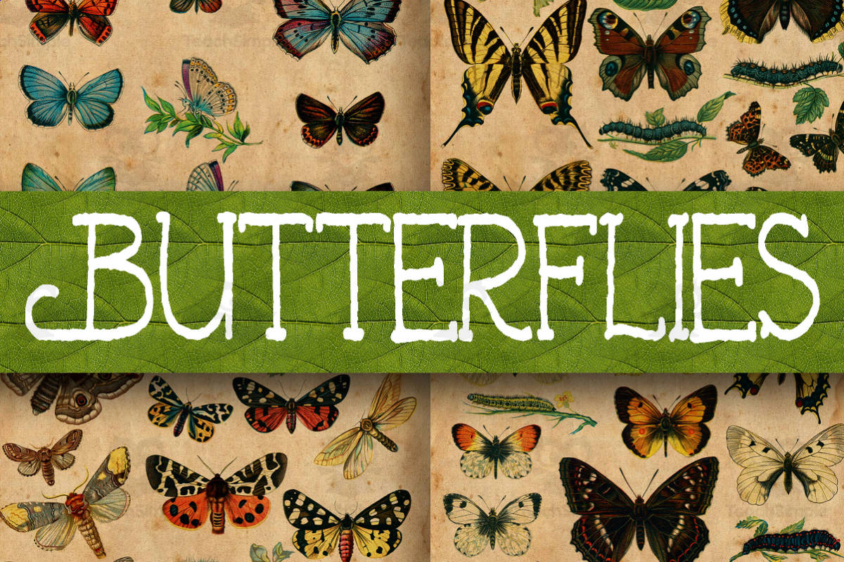 An educational teaching resource from OldMarket entitled Digital Paper: Butterfly Illustration Plates downloadable at Teach Simple.