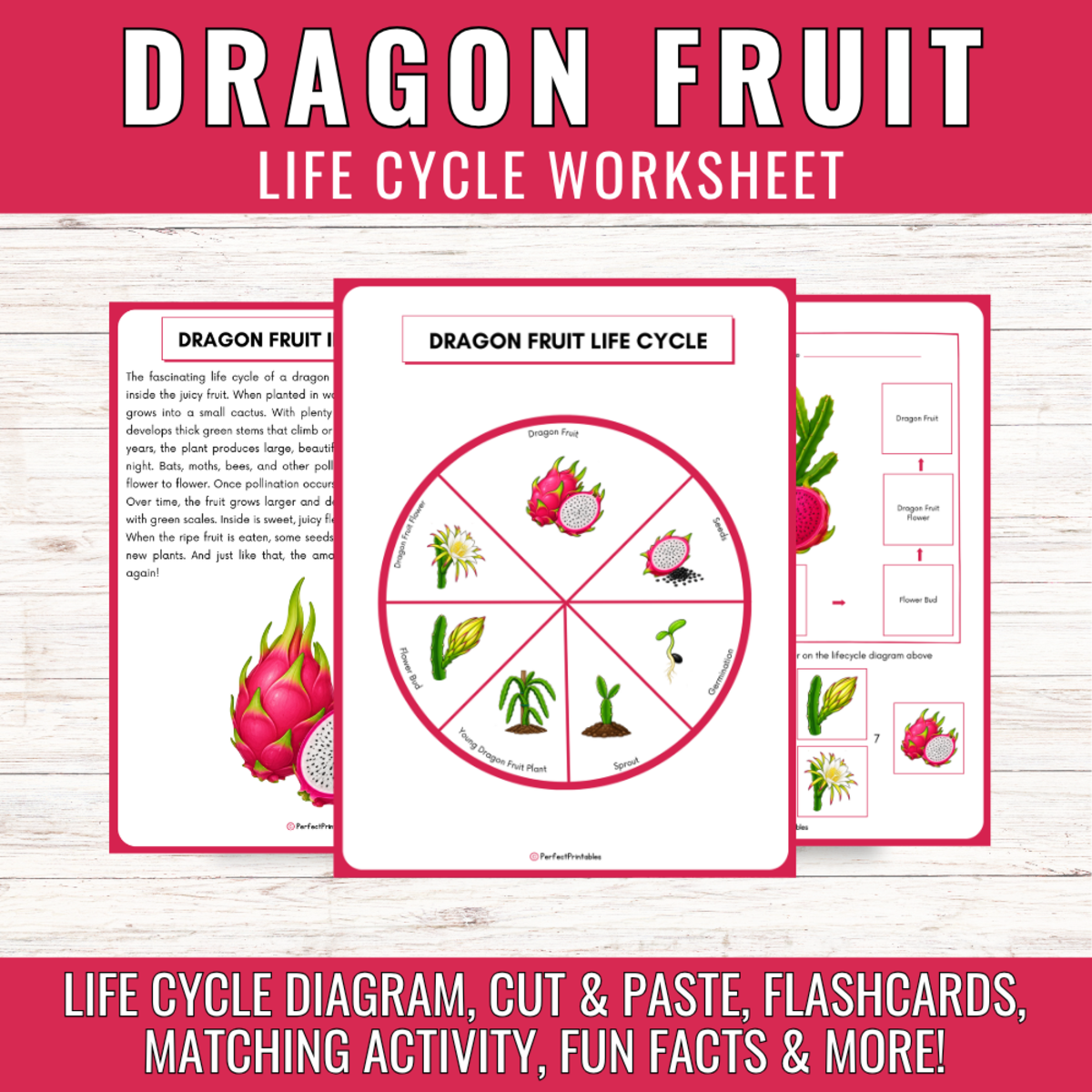 An educational teaching resource from Perfect_Printables entitled Dragon Fruit Life Cycle Tropical Plant Science Unit Study Cut & Paste downloadable at Teach Simple.