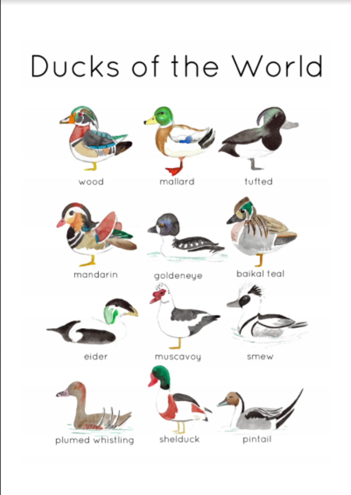An educational teaching resource from Fiddleticks Education entitled Ducks of the World Flashcards | Printable Water Colour Flashcards downloadable at Teach Simple.