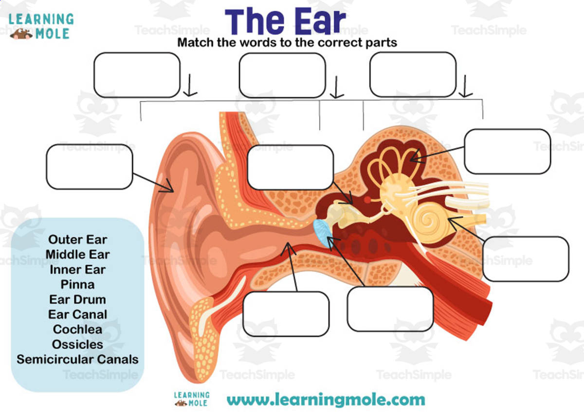 An educational teaching resource from Educational Voice entitled Ears Activity downloadable at Teach Simple.