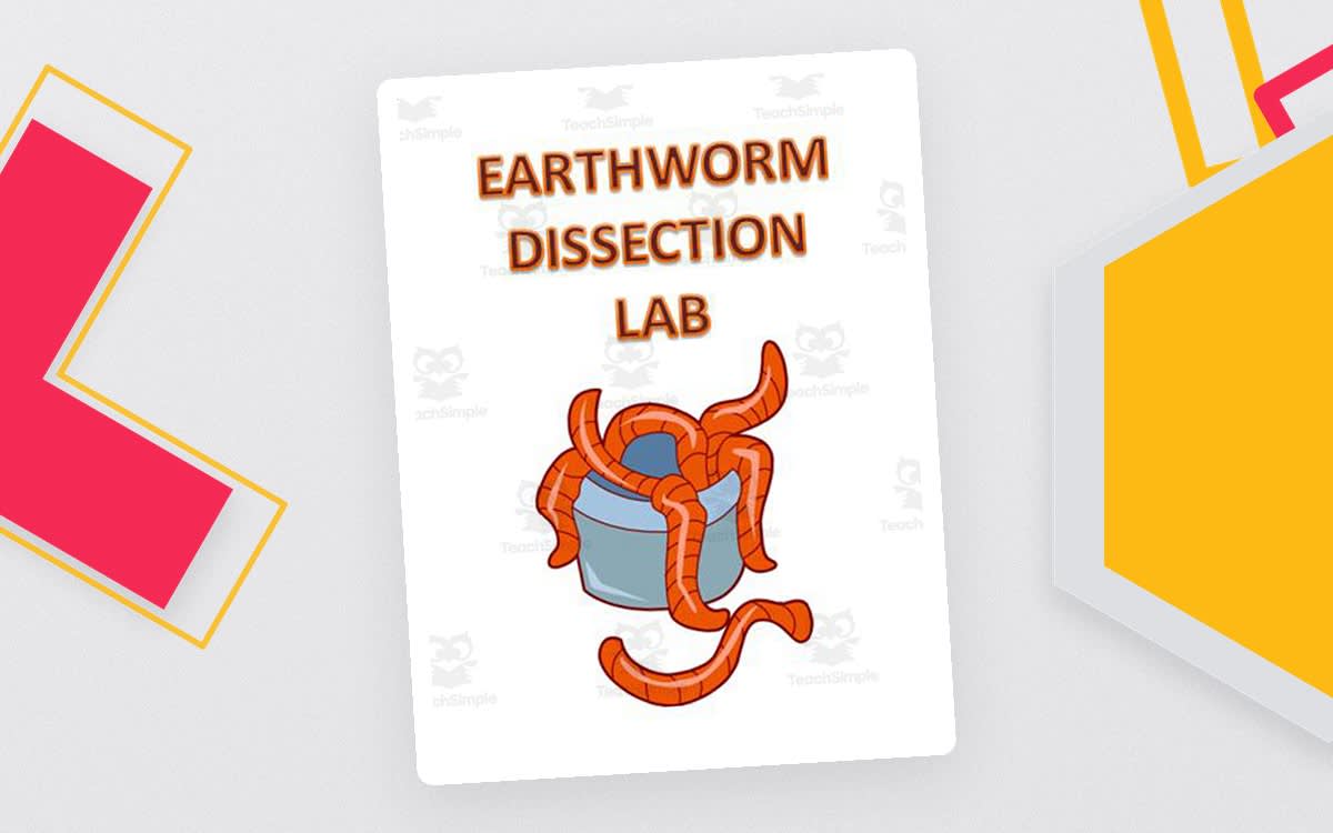 An educational teaching resource from The Teacher Team entitled Earthworm Dissection Lab downloadable at Teach Simple.