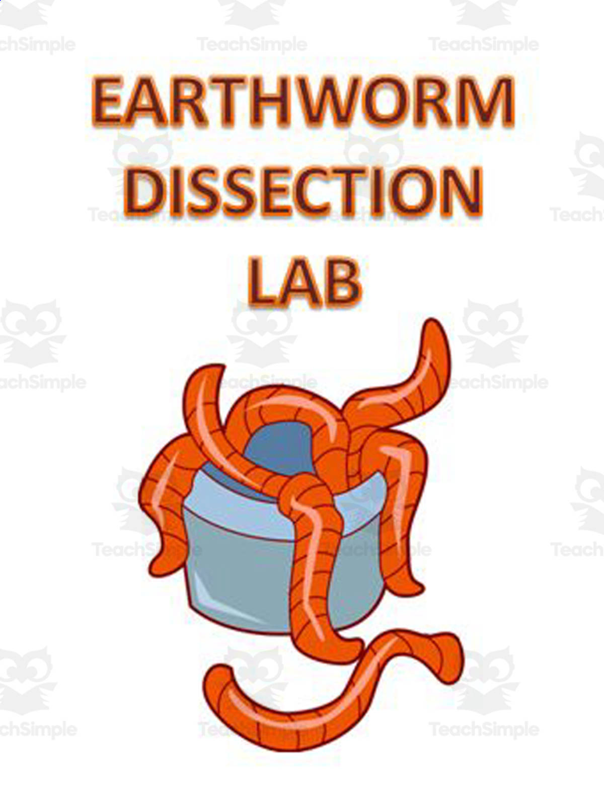 An educational teaching resource from The Teacher Team entitled Earthworm Dissection Lab downloadable at Teach Simple.