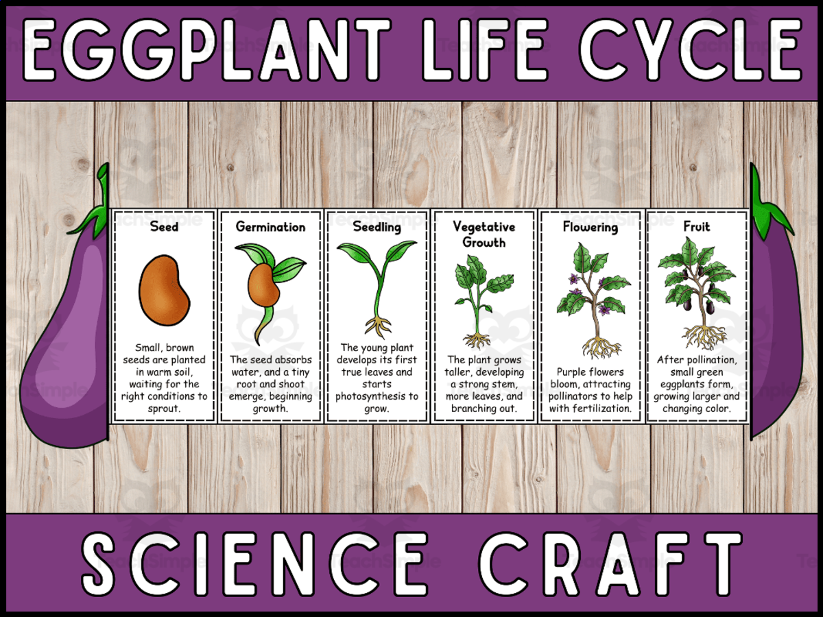 An educational teaching resource from Wonderland School entitled Eggplant Life Cycle Craft Foldable Science Cut and Paste Activity downloadable at Teach Simple.